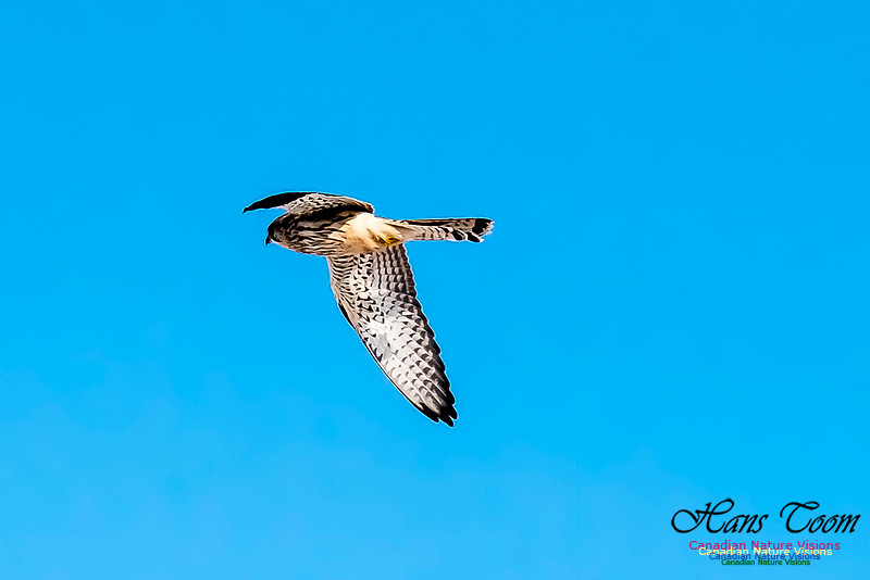 Eurasian Kestrel
