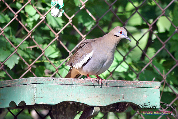 White-winged Dove