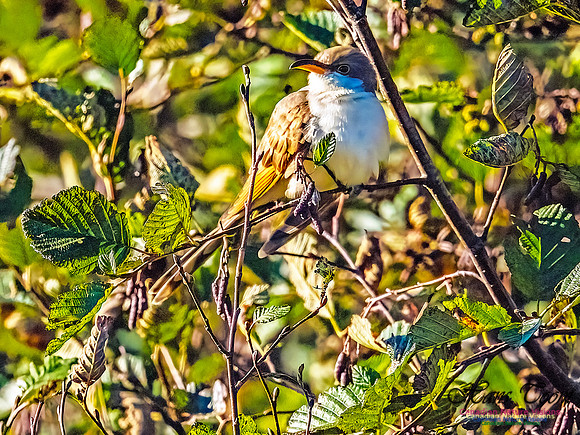 Yellow-billed Cuckoo 101