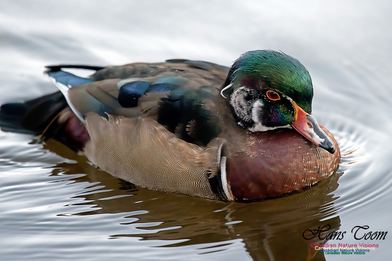 Wood Duck