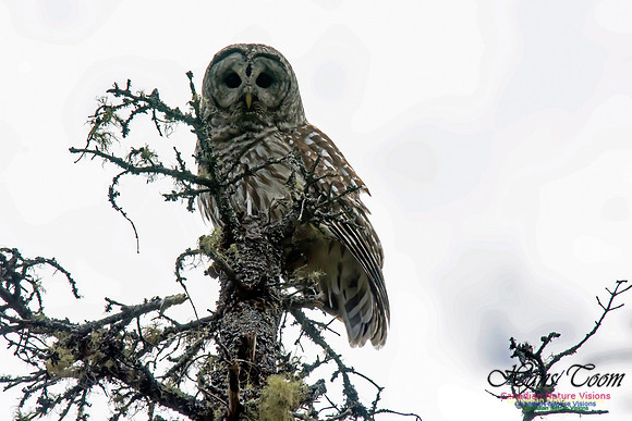 Barred Owl