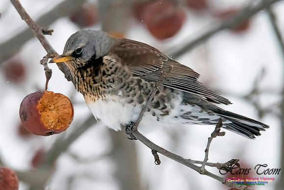 Fieldfare