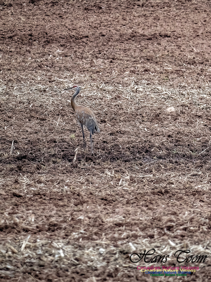 Sandhill Crane 902
