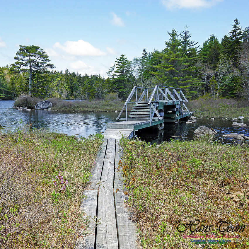 Old Annapolis Road Trail 2016