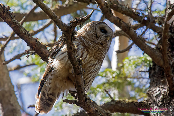 Barred Owl
