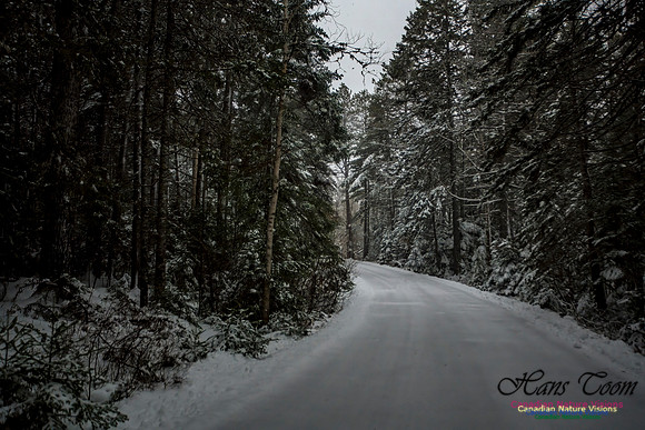 December Snow Scenes in Nova Scotia 129