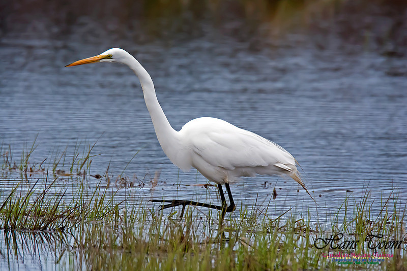 Great Egret