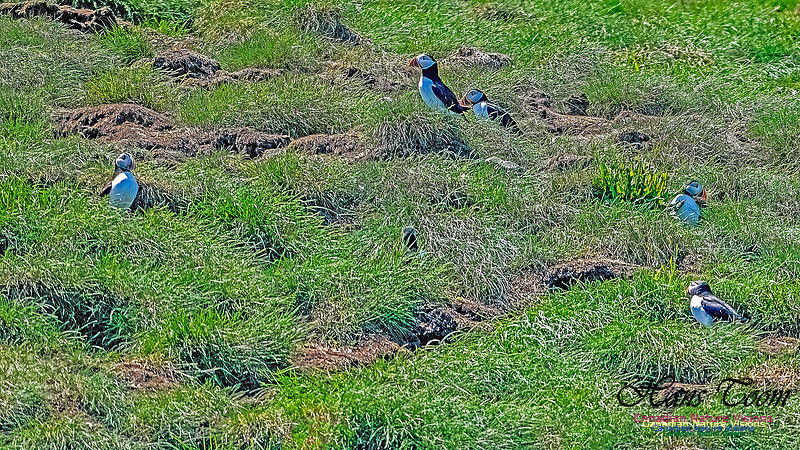 Great Island Puffins 117