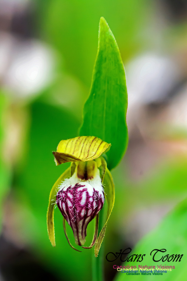 Ram's Head Orchid