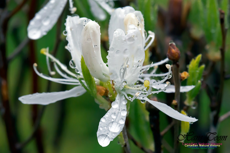 White Rhodora