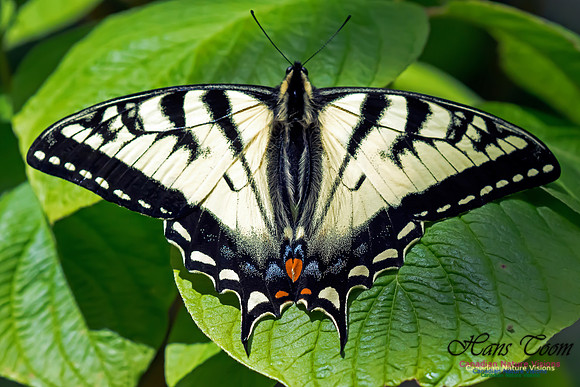 TigerSwallowtail9