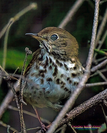 Hermit Thrush 100