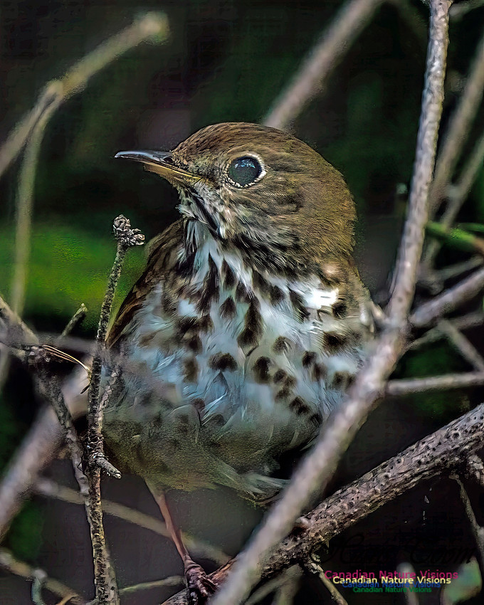 Hermit Thrush 100