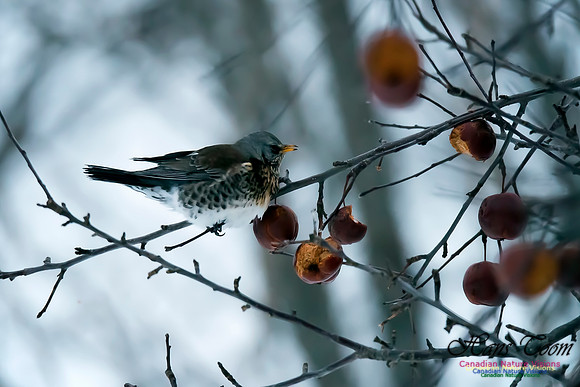 Fieldfare