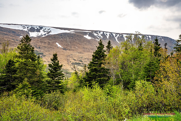 Newfoundland 110