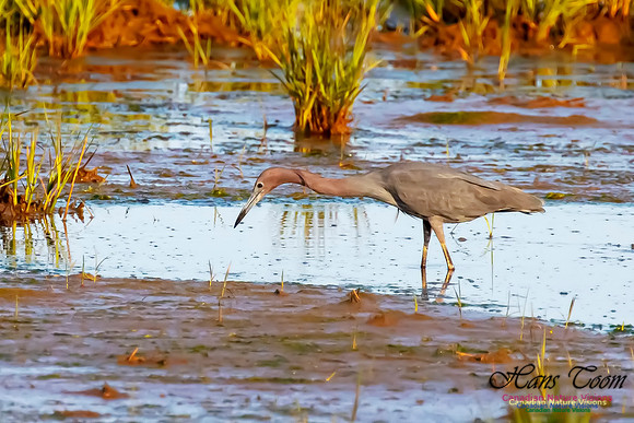 Little Blue Heron 131