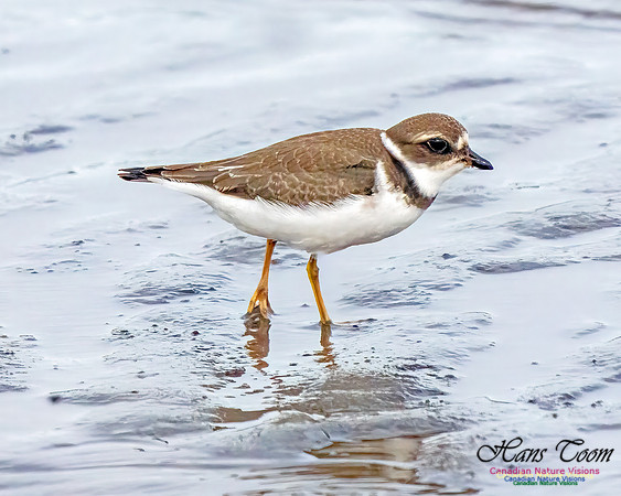 Semipalmated Plover 352