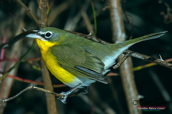 Yellow-breasted Chat