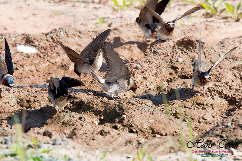 Cliff Swallow