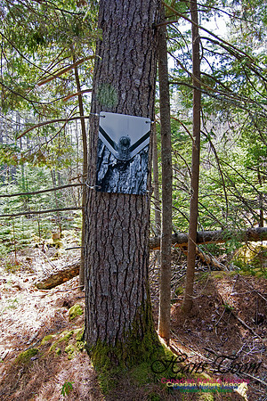Tree Versus Trail