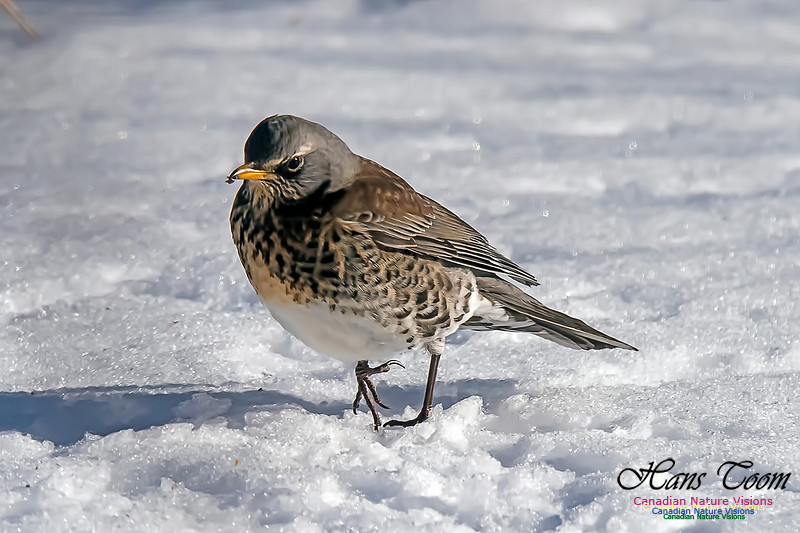 Fieldfare