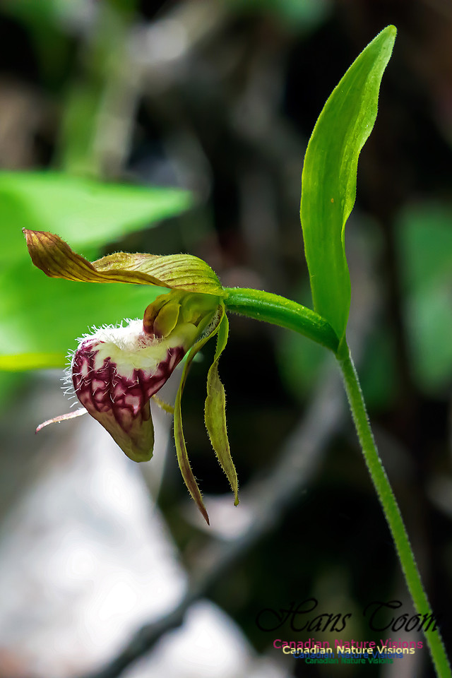 Ram's Head Orchid