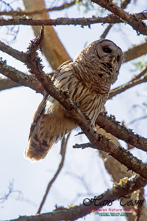 Barred Owl