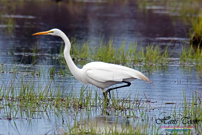 Great Egret