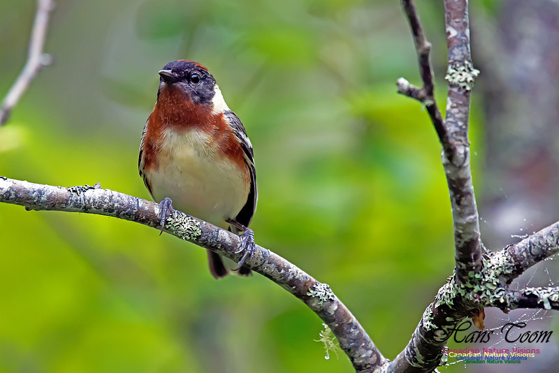 Bay-breasted Warbler
