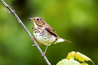 Thrushes and Mimics
