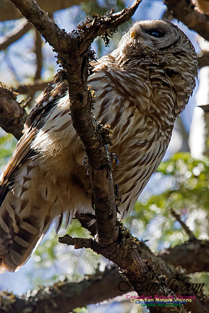 Barred Owl