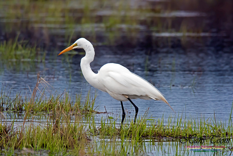 Great Egret
