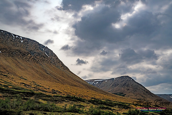 Newfoundland 104