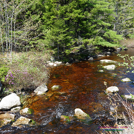 Old Annapolis Road Trail 2016