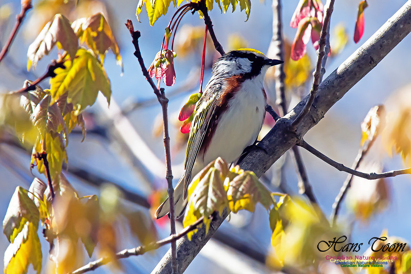 Chestnut-Sided Warbler