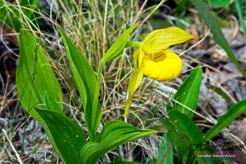 Yellow Lady's-Slipper Orchid