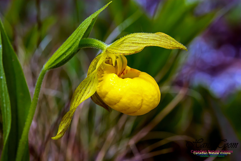 Yellow Lady's-Slipper Orchid