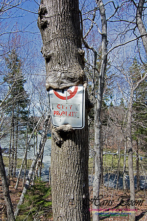 Tree Versus Trail