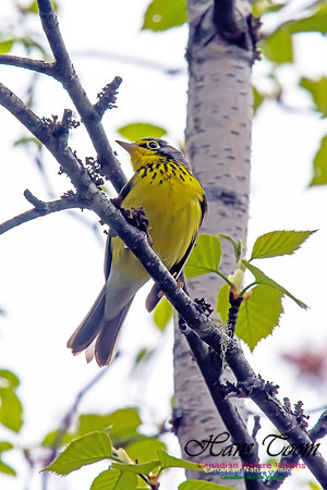 Canada Warbler
