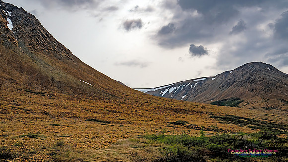 Newfoundland 103