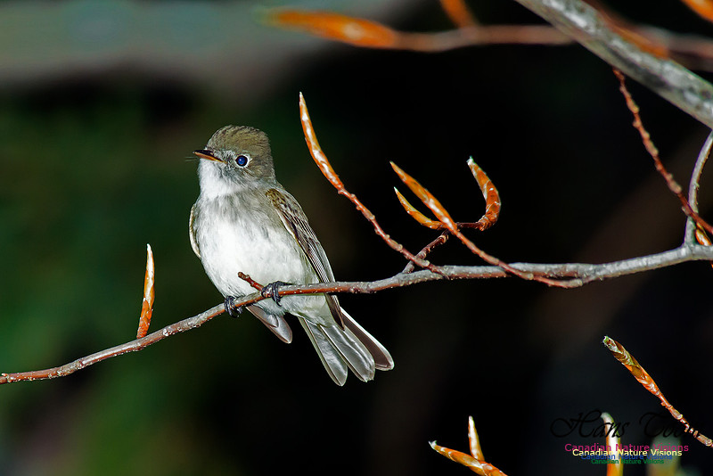 Least Flycatcher