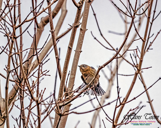 Eastern Bluebird 809