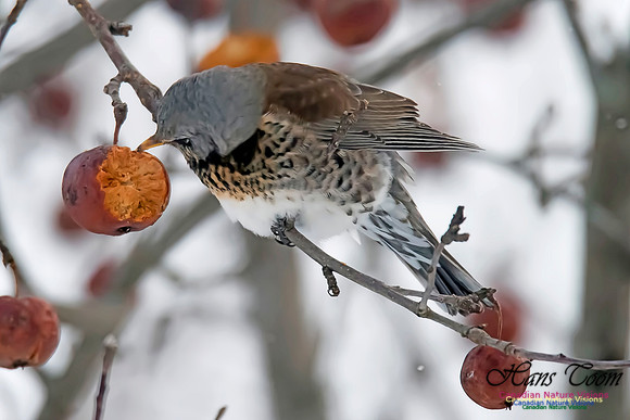 Fieldfare