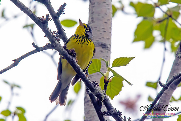 Canada Warbler