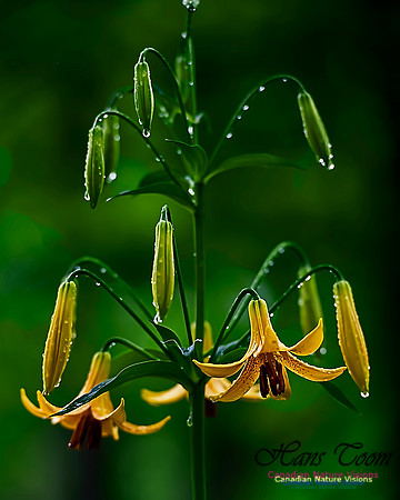 Canada Lily and Raindrops 2020 1
