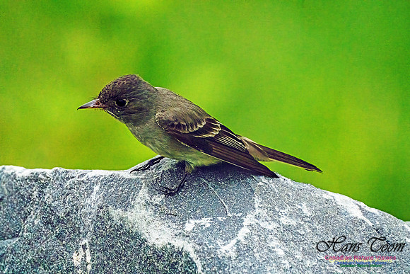 Eastern Wood-pewee 103