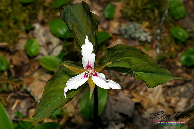 Painted Trillium