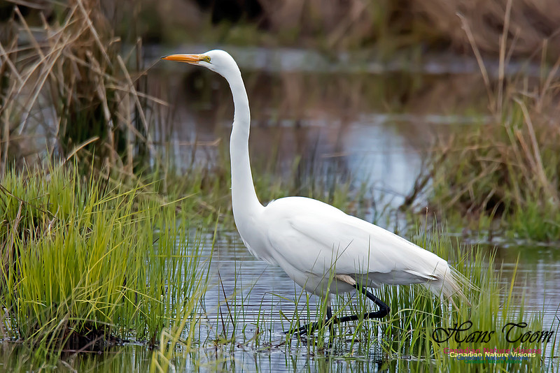 Great Egret