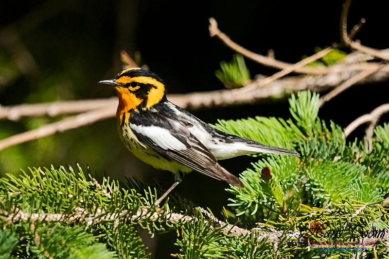 Blackburnian Warbler 100