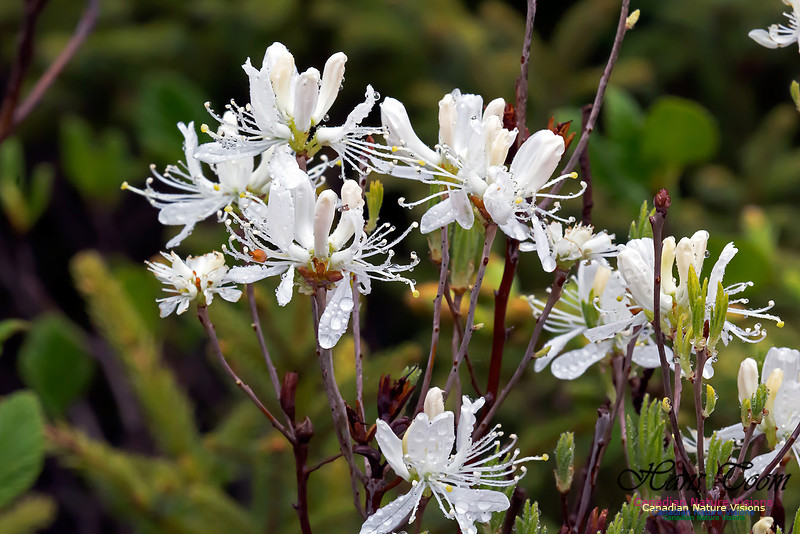 White Rhodora